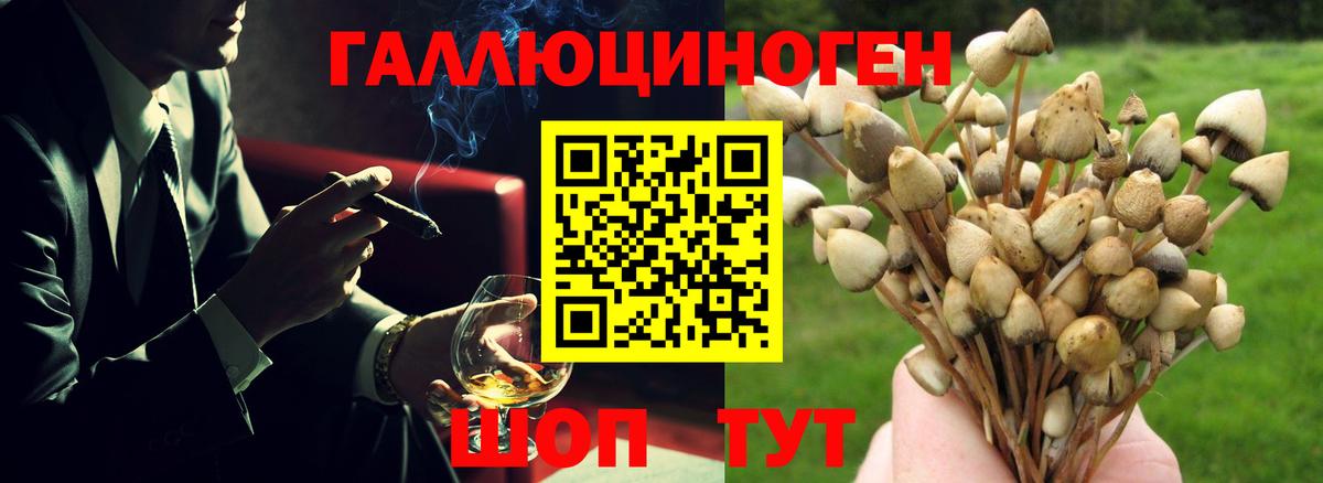 Галлюциногенные грибы Psilocybe Междуреченск